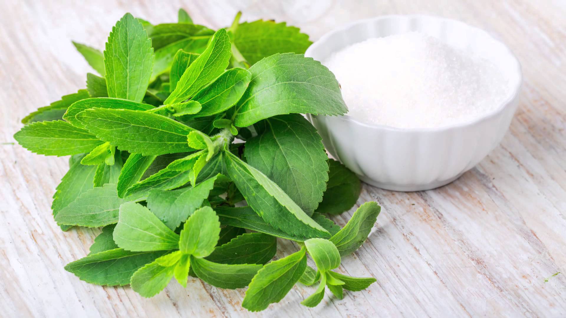 STEVIA